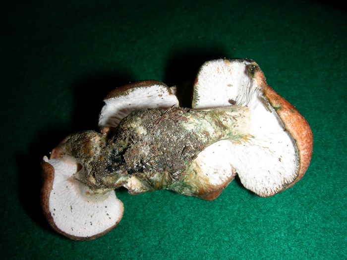 584 Febbraio vecchio ritrovamento